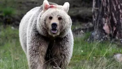 550 Kiloluk Ayı Evin Altına Yerleşti: 'Artık Dayanacak Gücüm Kalmadı'