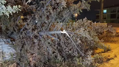 Bursa'da Fırtına Panik Yarattı: Sokakta Ağaç Devrildi!