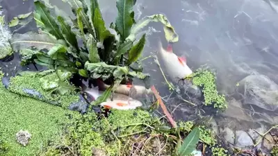 Eyüpsultan ve Sultangazi'de Lodos Yosun Patlamasına Neden Oldu: Balık Ölümleri