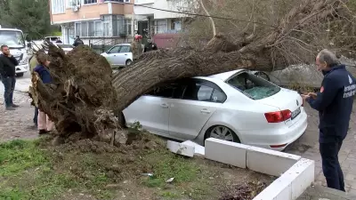 İstanbul'da Lodos Felaketi: Ağaç 4 Araç Üzerine Devrildi, 1 Saniye ile Kurtuldu