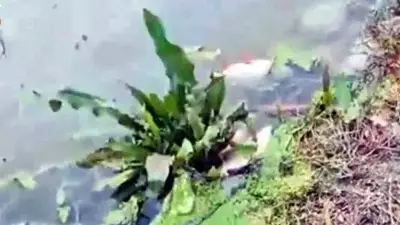 Varan Gölü'nde Toplu Balık Ölümlerinin Nedeni Hayvansal Gübre Atıkları