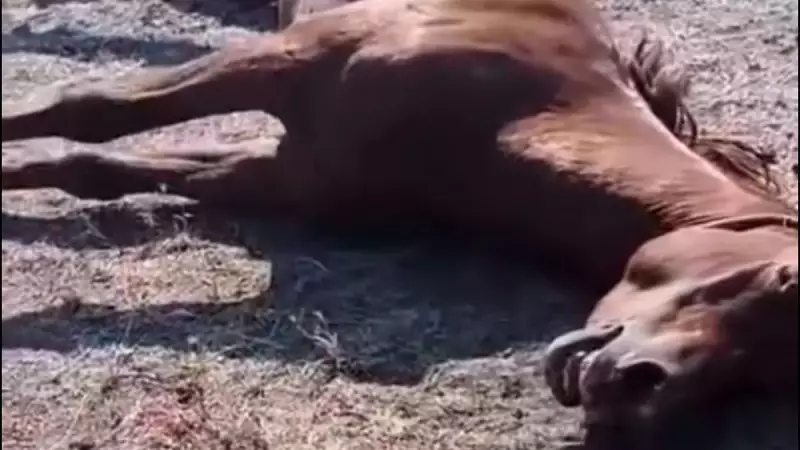 Doğubayazıt'ta Kan Donduran Olay: Arazi Kavgası Kurşunlarla Noktalandı!