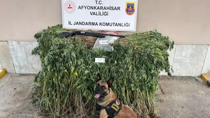 Şok Edici Operasyon: Kenevir Tarlasında Büyük Yakalama!