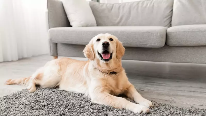 Parkinson Hastalığını Burnuyla Koklayan Köpekler: %98 Doğruluk Oranıyla Şaşırtan Keşif!