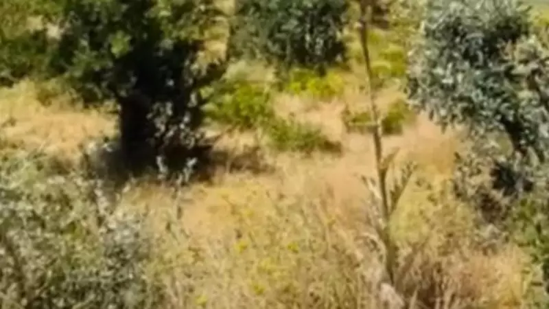 Şırnak'ta Orman Yangınlarına Karşı Sıkı Önlem: 1 Eylül'e Kadar Yasak!