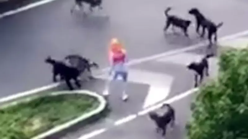Sokak Köpeklerinin Vahşi Saldırısı: Kadın ve Köpeği Yaralandı!