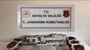 Alanya'da Kaçak Tütün Operasyonu: 2 Gözaltı ve 3 Ton Ele Geçirilen Mal!
