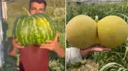 Bilecik'te Çiftçilerin Hasat Sürprizi: İkiz Karpuz ve Kavun Görenleri Şaşkına Çevirdi!