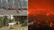 Orman Yangınlarıyla Mücadelede Doğanın Sessiz Kahramanları: Keçiler Nasıl Kurtarıyor?