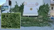 Samsun'da Dev Operasyon: 5 Bin 230 Kök Kenevir Ele Geçirildi!