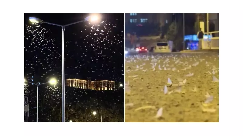 Ardahan'da Mayıs Sineği İstilası Sona Erdi: Vatandaşlar Rahat Nefes Aldı!