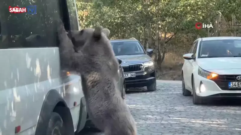 Ayı Saldırısından Son Anda Kurtulan Vatandaşın İnanılmaz Hikayesi!