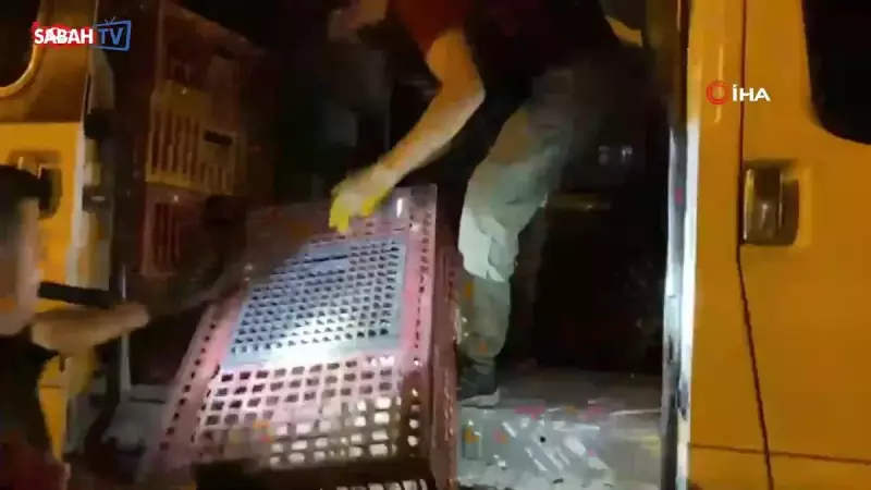 Şivelek'te Devasa Boyutta Kokarca Yakalandı: 2 Kişi Tutuklandı!