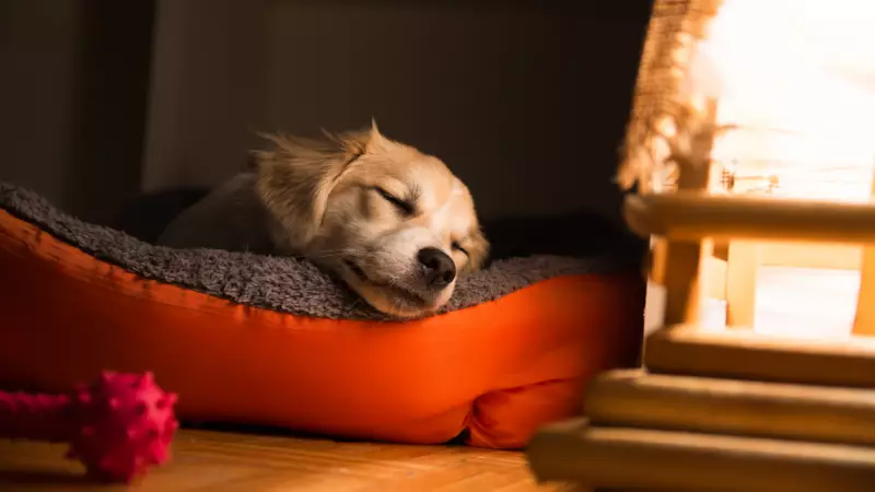 Köpeğinizin Uyku Pozisyonu Onun Hakkında Ne Anlatıyor? İşte Şaşırtıcı Detaylar!