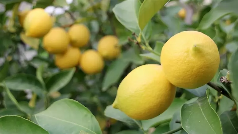 Limonda Fiyatlar Düşüyor! Bereketli Hasat Dönemi Başladı