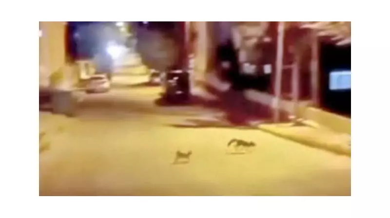 Tilkinin Kedi Karşısındaki Şaşırtıcı Kaçış Stratejisi: Doğanın Dengesi İş Başında!