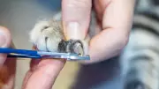 Evde Kedi Tırnağı Kesimi: Doğru Adımlarla Güvenli Bakım Rehberi