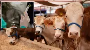 Çiftlik Hayvanlarında Aşı Zorunluluğu: Sevk İşlemleri İçin Yeni Düzenleme!