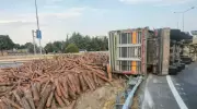 Korkunç Kaza: Tomruk Yüklü Tır Devrildi, Sürücü Yaralandı!