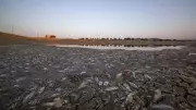 Mardin'de Kuraklık Felaketi: Binlerce Balık Hayatını Kaybetti!