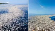 Pasifik'teki Plastik Kabusu: Deniz Canlıları ve İnsanlık İçin Büyük Tehdit!