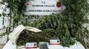 Samsun'da Jandarma Operasyonu: Kenevir ve Esrar Ele Geçirildi!