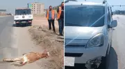 Trafik Canavarı Yine İş Başında: Kamyonet Çarptığı Buzdanın Hayatını Kaybetti!