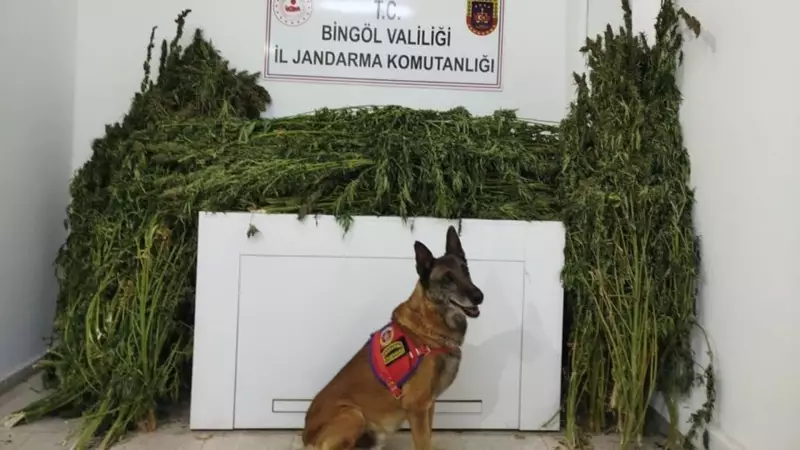 Bingöl'de Gece Yarısı Operasyonu: Uyuşturucu Tacirlerine Ağır Darbe!