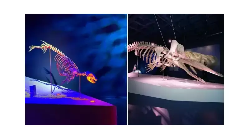 Devasa Balina İskeletleri İstanbul Akvaryum'da Ziyaretçileri Büyülüyor!