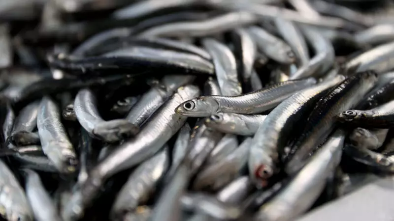 Hamsi Kıyameti! 6 Ülkeye Acil Çağrı: Balığın Geleceği İçin Harekete Geçin