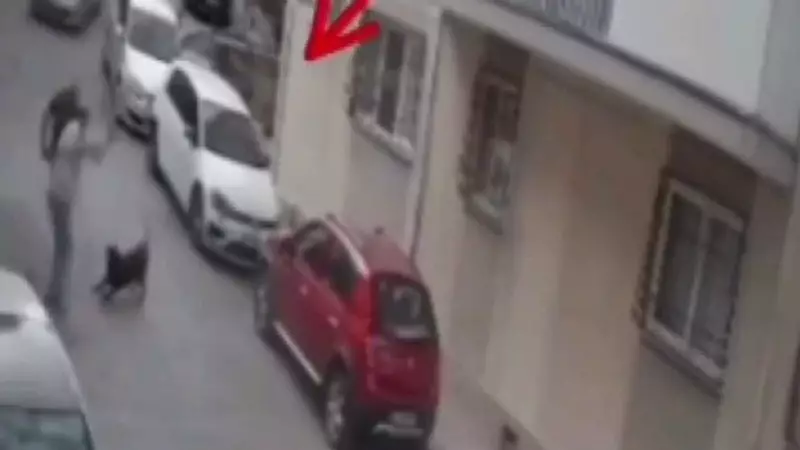 Köpeğe Kemerlə Vurdu! İzmir'də Hayvanlara Şiddət Skandalı