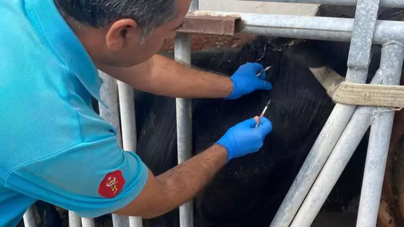Tekirdağ'da İthal Danalar İçin Sıkı Karantina! Veteriner Kontrolünde 30 Gün Bekleme