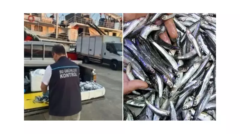 Trabzon'da Hamsi Kaçakçılığına Ağır Darbe! 37 Bin Lira Ceza Kesildi