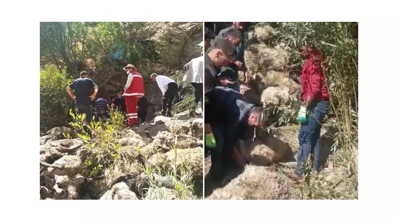 Van'da Akıl Almaz Facia: Bir Koyunun Peşinden Uçuruma Giden 334 Koyun Telef Oldu!