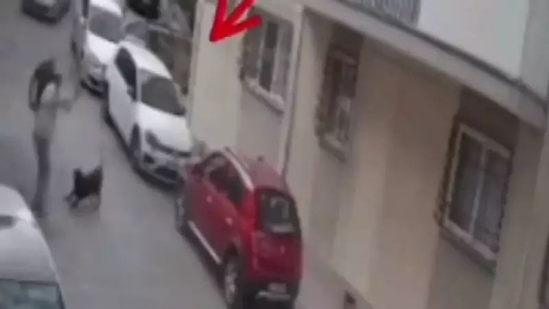 İzmir'de Sokak Köpeğine Kemerle İşlenen Vahşet Sosyal Medyayı Ayağa Kaldırdı!