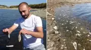 Kütahya'da Yaşanan Toplu Balık Ölümleri Endişe Yarattı: İnceleme Başlatıldı!