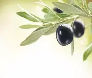 Zeytinyağı Fiyatlarındaki Son Durum: Uzmanlar Ne Diyor? | Sabah