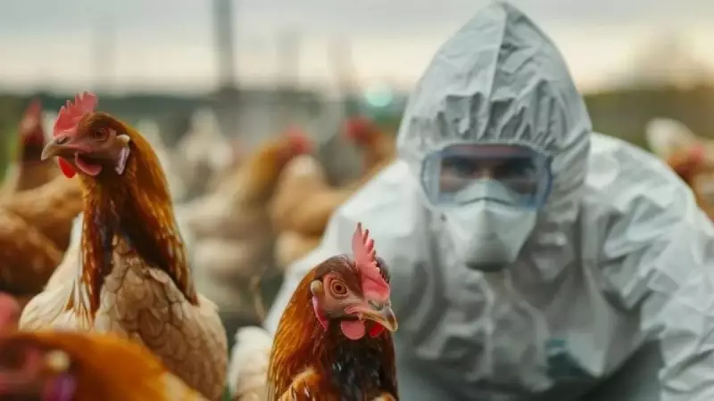 Almanya Kuş Gribi ile Boğuşuyor: Yüzbinlerce Kanatlı İtlaf Edildi, Salgın Endişesi Büyüyor!