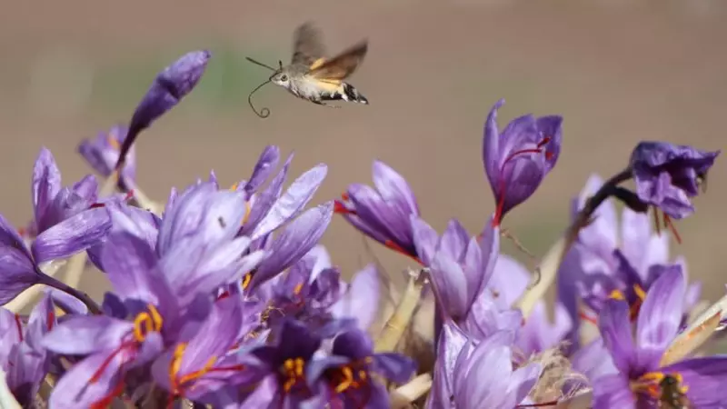 Altından Bile Değerli: Safranın Gramı 500 TL'yi Aştı!