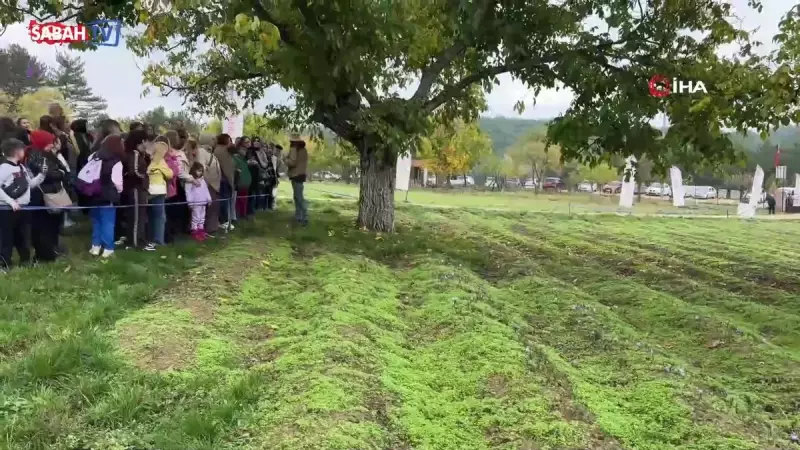 Altından Daha Değerli: Safranın Kilosu 600 Bin Liraya Ulaştı!