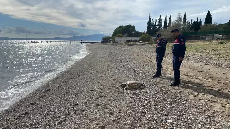 Assos Sahilinde Hüzünlü Buluşma: İki Nesli Tükenmekte Olan Deniz Kaplumbağası Sahile Vurdu