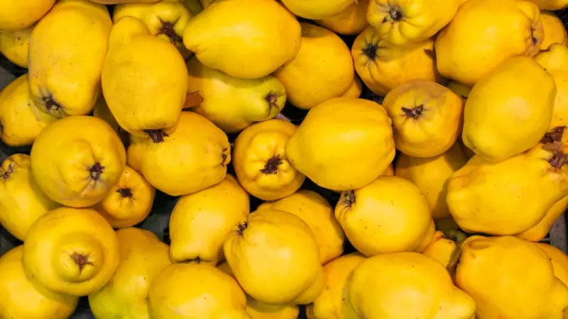 Ayva Yemek Neden Kötü Habercisi? İşte Bu İlginç Deyimin Şaşırtıcı Kökeni!