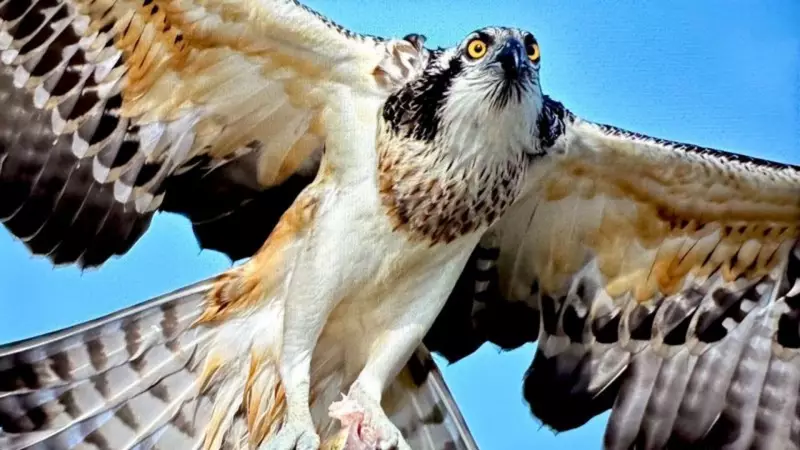 Balık Kartalı Uluabat Gölü'nde Görüntülendi: Suya Dalabilen Tek Yırtıcı Kuşun İnanılmaz Avı