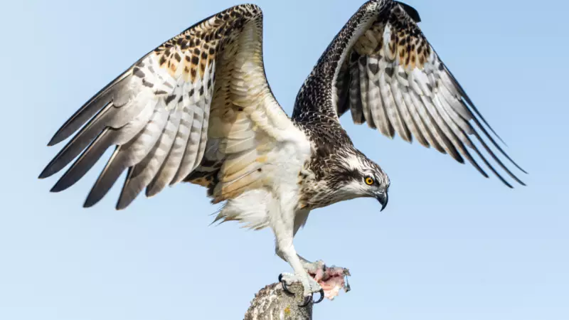 Balık Kartalı'nın Nefes Kesen Av Taktikleri: Doğanın Usta Avcısı İş Başında!