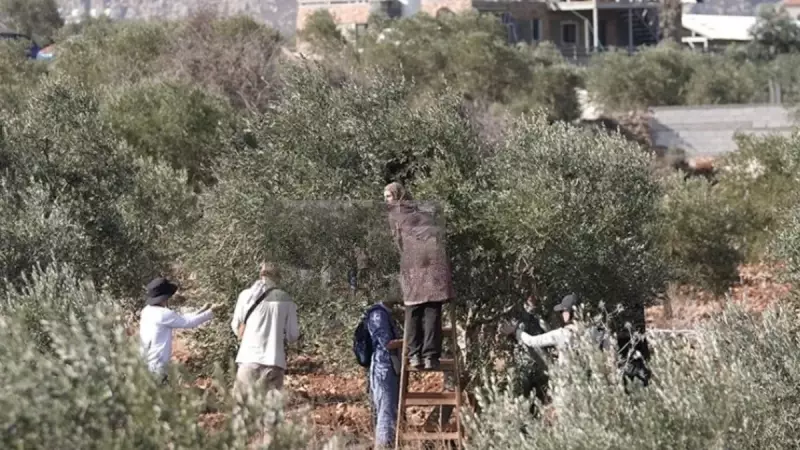 Batı Şeria'da Zeytin Hasadı Kan Kusturuyor: İsrail 259 Saldırıyla Çiftçileri Vurdu!