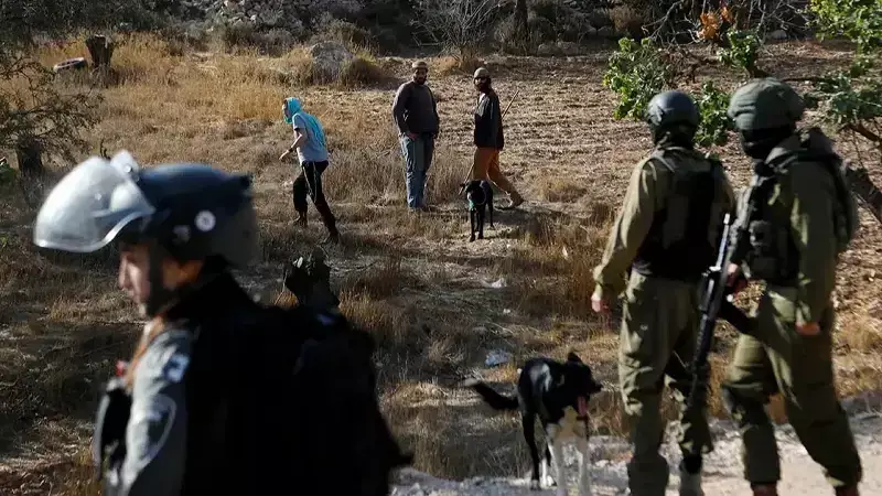 Batı Şeria'da Zeytin Hasadı Kanla Bulandı: İşgalci İsrailliler Filistinli Çiftçilere Saldırdı!