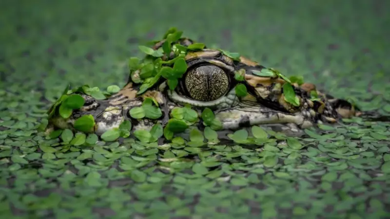 Bilim Dünyasını Şoke Eden Keşif: Bataklıklarda Timsahlardan Daha Tehlikeli Canlı!