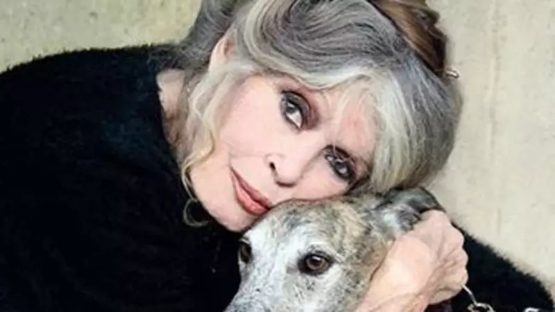 Brigitte Bardot'dan Sağlık Müjdesi: 91 Yaşındaki Efsane Yıldız Taburcu Oldu!