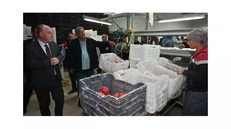 Denizli'de Nar Bolluğu: İhracat Kalitesindeki Hasat Bereketi Başladı!