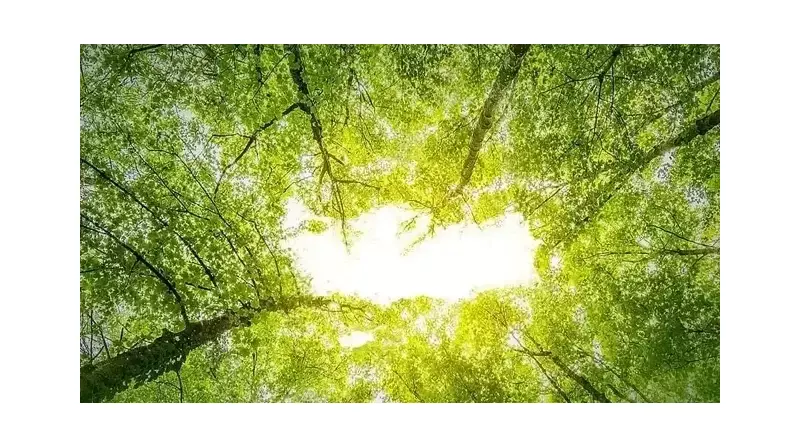 Emine Erdoğan'dan Yeşil Vatan İçin Sessiz Çığlık: 'Her Fidan Bir Nefes, Her Nefes Bir Hayat'